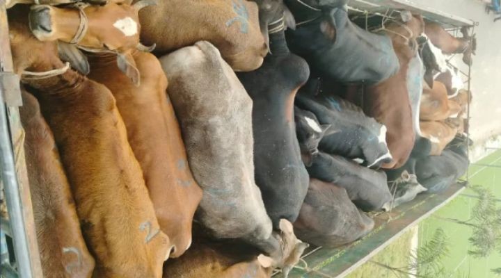 গাজীপুরে ডাকাতি হওয়া  ১৯ গরু ও ট্রাক উদ্ধার